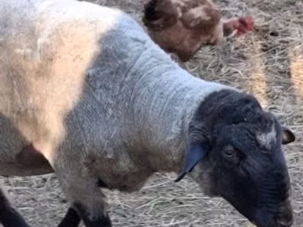 Vædder, White Suffolk sheep