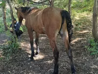Mare, Horse breed — photo 4