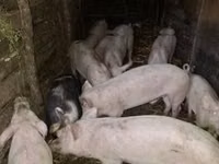 Babi hutan, Pigs — foto 3