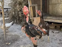 Shamo chickens — photo 3