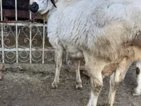 Ram, Sheep — photo 3