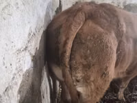 Bull, Limousin cow — photo 2