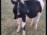 گاو نر, Russian Black pied cattle — عکس 4