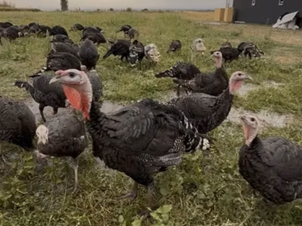 Turkeys — Kyrgyzstan