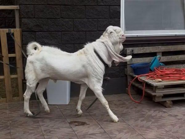 ஆண் வெள்ளாடு, Gulabi goats — கஸகஸ்தான்