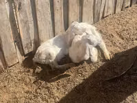 Goat, Nubian Goat — photo 2