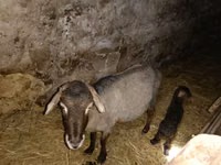Goat, Goats — photo 2