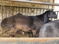 Ovan, Hissar sheep — fotografija 1