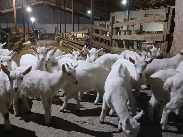 Goat, Saanen goat — Moldova