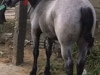 Horse (M), Horses — photo 8
