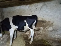 公牛, Holstein breed — 照片 4