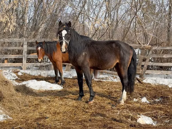 Horse (M), Kazakh horse