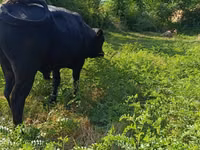 Bou, Vaca roșie fără coarne — foto 7