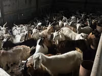 सांड, मवेशी — फ़ोटो 2