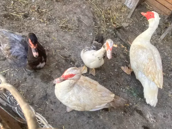 Ducks — Armenia
