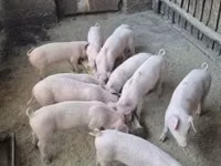 Grisar (parti, kön ej angivet) — foto 1