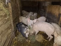 Babi hutan, Pigs — foto 1