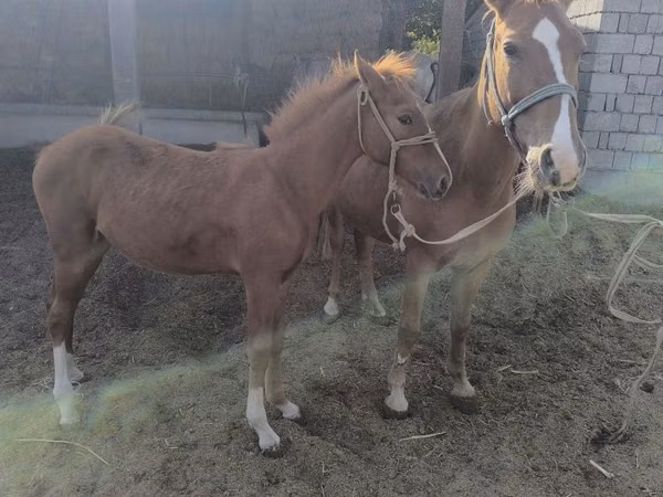 Mare, Russian Don — Kazakhstan