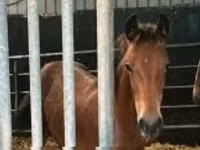 Kanca, Dutch warmblood horse — 3. fotó