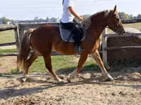 Kůň, Koně — foto 1