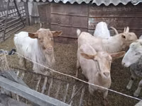 बकरा, बकरियाँ — फ़ोटो 2