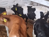 Boğa, Russian Black pied cattle — foto 5