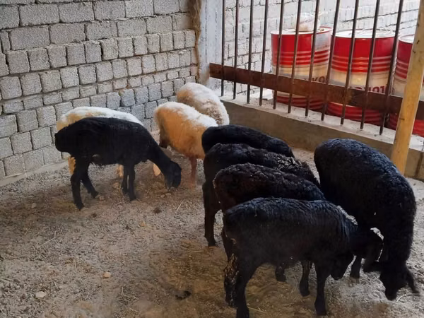 Πρόβατο, Rhon sheep — Ουζμπεκιστάν