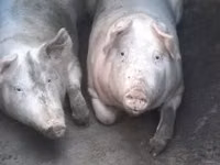 Prasnice, Prasata — foto 1