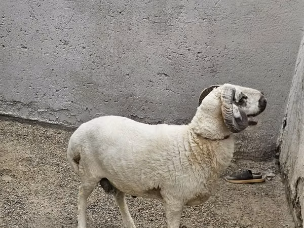 公羊, Sheep — 乌兹别克斯坦