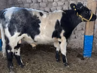 Bull, Belgian Blue — photo 1