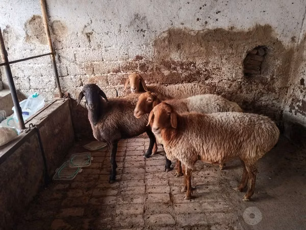 Biri-biri (lot, jantina tidak dinyatakan), Arashan sheep