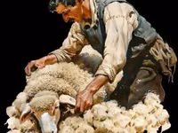 Sheep, Sheep — photo 3