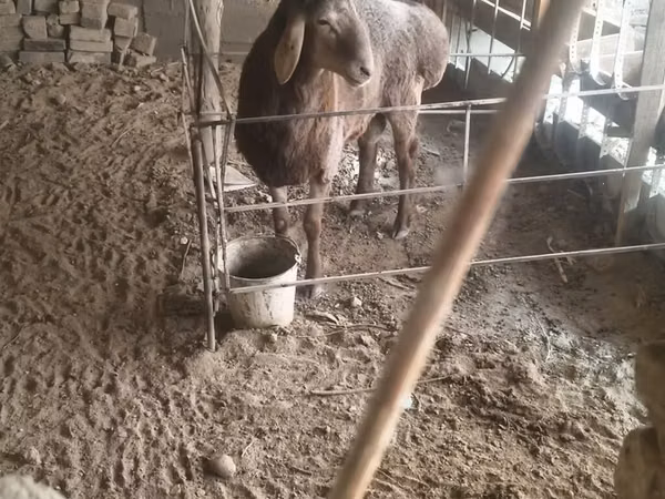 Ram, Sheep — Kyrgyzstan