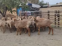 Schaf, Arashan sheep — Foto 4