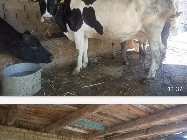 Cow, Holstein breed — Kyrgyzstan