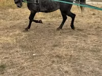 Ngựa (lô, chưa xác định giới tính), Lipizzaner — ảnh 1