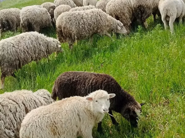 Kambing jantan, Sheep