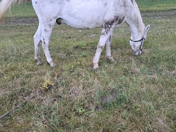 公马, Horses