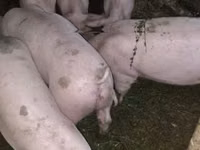 Prasnice, Prasata — foto 2