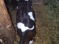 Buğa, Russian Black pied cattle — foto 3