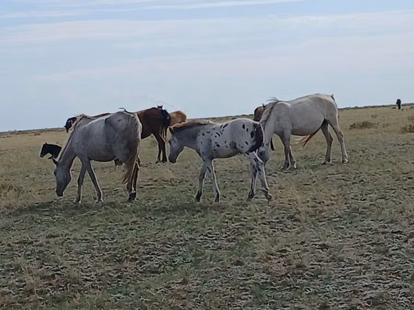 घोड़ा, Kazakh horse — कज़ाखस्तान