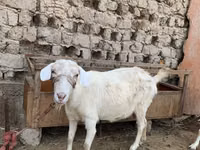 Goat, Saanen goat — photo 5