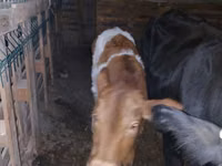 วัวตัวเมีย, Simmental cattle — รูปภาพ 2