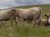 Bull, Auliekol breed — photo 3
