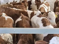 公牛, Simmental cattle — 照片 1