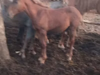 Faras dhaddig, Horses — sawirka 6
