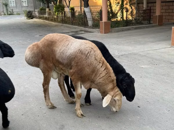 Ram, Rhon sheep — Uzbekistan
