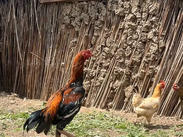 Chickens — جمهوری آذربایجان