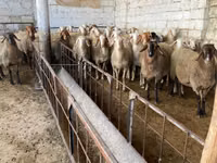 Oaie, Awassi sheep — foto 2