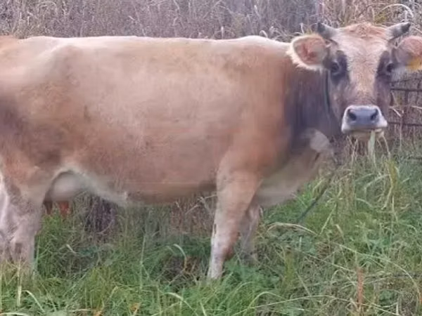 Cow, Cattle — Georgia